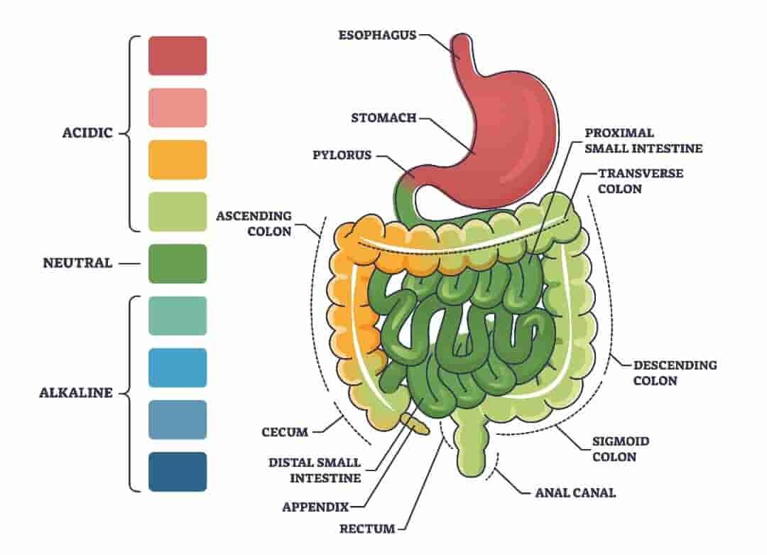 how do acid resistant capsules work